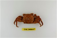 藏品(美麗斜紋蟹)的圖片